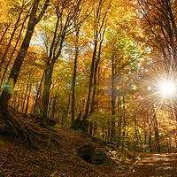 Buy canvas prints of Autumn sun warmly shining through the trees. by Andrea Obzerova