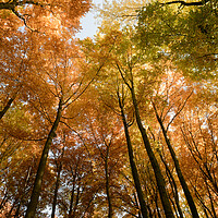 Buy canvas prints of Autumn forest background. Multicolored treetops.  by Andrea Obzerova
