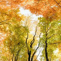 Buy canvas prints of Autumn banner. Multicolored treetops. by Andrea Obzerova