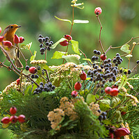 Buy canvas prints of Robin redbreast, Erithacus rubecula sitting on a rosehip branch. by Andrea Obzerova