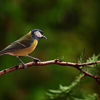 Buy canvas prints of Great tit, Parus major, sitting on a branch.  by Andrea Obzerova