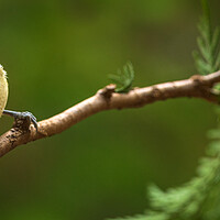 Buy canvas prints of Great tit, Parus major, sitting on a branch.  by Andrea Obzerova