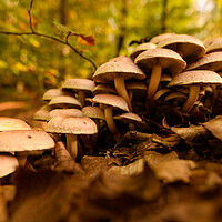 Buy canvas prints of Seasonal mushrooms autumn background. by Andrea Obzerova