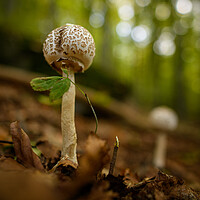 Buy canvas prints of Inedible mushrooms growing in their natural forest habitat. by Andrea Obzerova