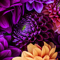Buy canvas prints of Dahlia flowers background. by Andrea Obzerova