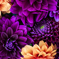 Buy canvas prints of Dahlia flowers close up. by Andrea Obzerova