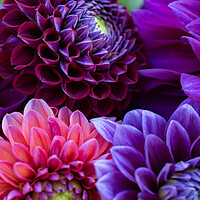 Buy canvas prints of Dahlia flowers close up. by Andrea Obzerova