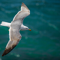 Buy canvas prints of Gull flying over the water (Larus ridibundus). by Andrea Obzerova
