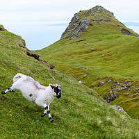 Buy canvas prints of Lamb running through scottish countryside by Andrea Obzerova