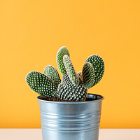 Buy canvas prints of Cactus plant in metal pot against yellow colored w by Andrea Obzerova