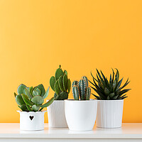 Buy canvas prints of Cactus plants in white flowerpots against yellow c by Andrea Obzerova