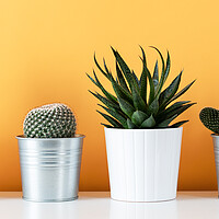 Buy canvas prints of Cactus plants in flowerpots against yellow colored by Andrea Obzerova