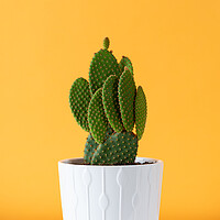 Buy canvas prints of Cactus plant in white flowerpot against yellow col by Andrea Obzerova