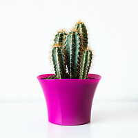 Buy canvas prints of Cactus plant in bright pink flower pot against whi by Andrea Obzerova