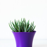 Buy canvas prints of Succulent plant in bright purple flower pot agains by Andrea Obzerova
