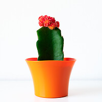 Buy canvas prints of Flowering cactus plant in bright orange flower pot by Andrea Obzerova