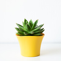 Buy canvas prints of Succulent plant in bright yellow flower pot against white wall. by Andrea Obzerova