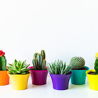 Buy canvas prints of Various flowering cactus and succulent plants in bright colorful flower pots. by Andrea Obzerova