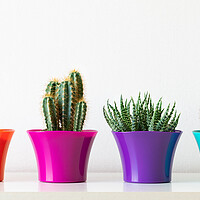 Buy canvas prints of Various flowering cactus and succulent plants in bright colorful flower pots in a row. by Andrea Obzerova