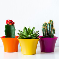 Buy canvas prints of Various flowering cactus and succulent plants in bright colorful flower pots. by Andrea Obzerova