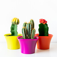 Buy canvas prints of Various flowering cactus plants in bright colorful flower pots against white wall. by Andrea Obzerova