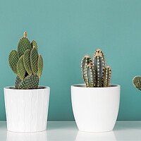 Buy canvas prints of Collection of various potted cactus and succulent plants against turquoise wall.  by Andrea Obzerova