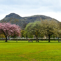 Buy canvas prints of Spring in Meadows park, Edinburgh, with Arthur's seat view. by Andrea Obzerova