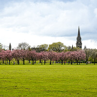 Buy canvas prints of Spring in Meadows park, Edinburgh, sakura trees alley. by Andrea Obzerova