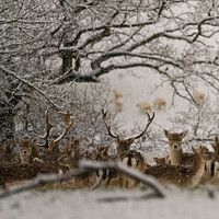 Buy canvas prints of Fallow Deer in the snowy woodland by Sue Lenthall