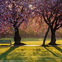 Buy canvas prints of The Meadows Blossom by Philip Stewart