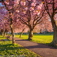 Buy canvas prints of Meadows Blossom by Philip Stewart