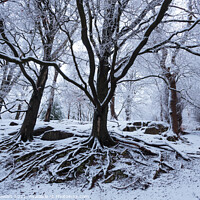 Buy canvas prints of Winter Woodland by Philip Stewart