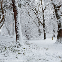 Buy canvas prints of Winter Wonderland by Philip Stewart