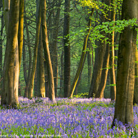 Buy canvas prints of Bluebell Woodland, Cotswolds by Philip Stewart