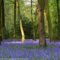 Buy canvas prints of Bluebell Woodland, Cotswolds by Philip Stewart