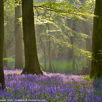 Buy canvas prints of Bluebell Woodland, Cotswolds by Philip Stewart