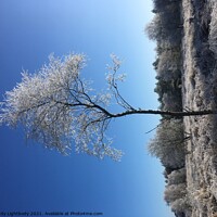 Buy canvas prints of Frosty tree by Andy Lightbody