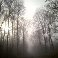 Buy canvas prints of Misty Wood by Andy Lightbody