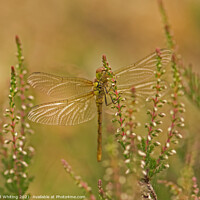 Buy canvas prints of Dragonfly on Heather by Ed Whiting