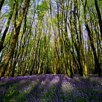 Buy canvas prints of Bluebells by Ed Whiting