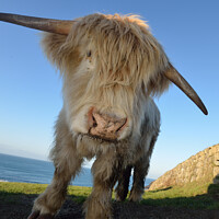 Buy canvas prints of Cornish cow by Ed Whiting