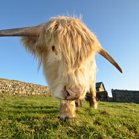 Buy canvas prints of Cornish Cow by Ed Whiting