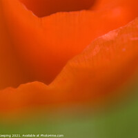 Buy canvas prints of ABSTRACT POPPY FLOWER by Simon Keeping