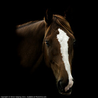 Buy canvas prints of HORSE WITH BLAZE by Simon Keeping