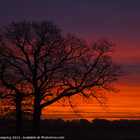 Buy canvas prints of OAK AT SUNRISE by Simon Keeping