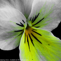 Buy canvas prints of ABSTRACT PANSY by Simon Keeping