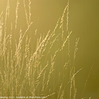 Buy canvas prints of GOLDEN GRASS STEMS AND SEEDS by Simon Keeping