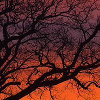 Buy canvas prints of SUNRISE BRANCHES by Simon Keeping