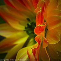 Buy canvas prints of FLAME PETALS by Simon Keeping