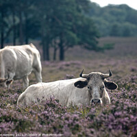 Buy canvas prints of NEW FOREST CATTLE IN HEATHER by Simon Keeping